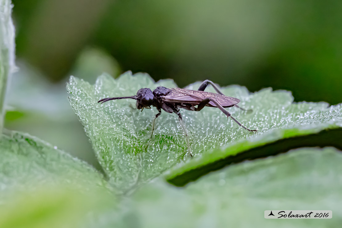 Macrophya (montana ???)