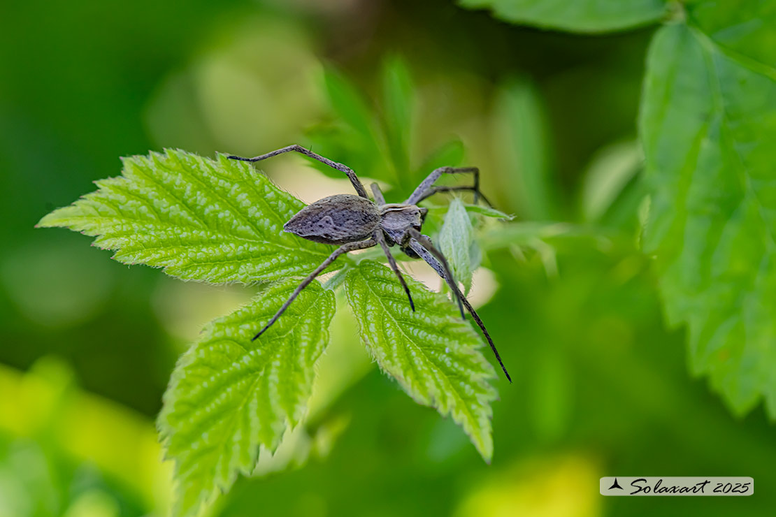 Pisaura mirabilis  (?)