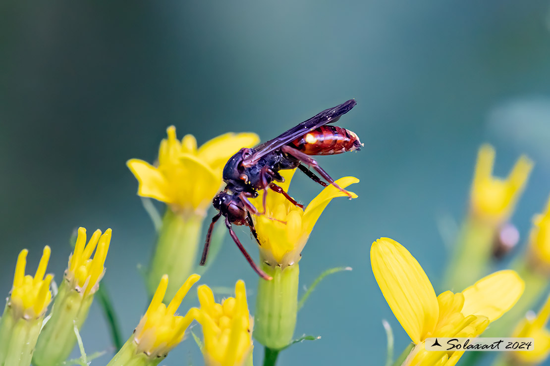 Apidae Nomadinae: Nomada sp.