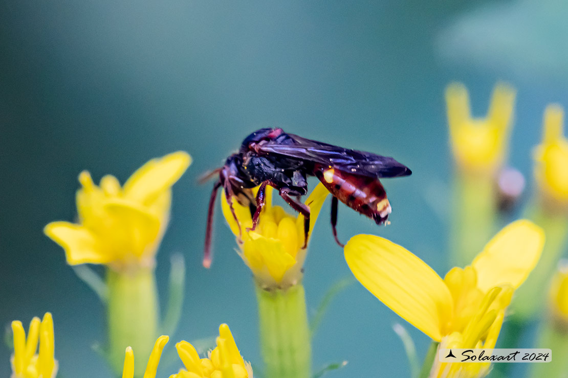 Apidae Nomadinae: Nomada sp.