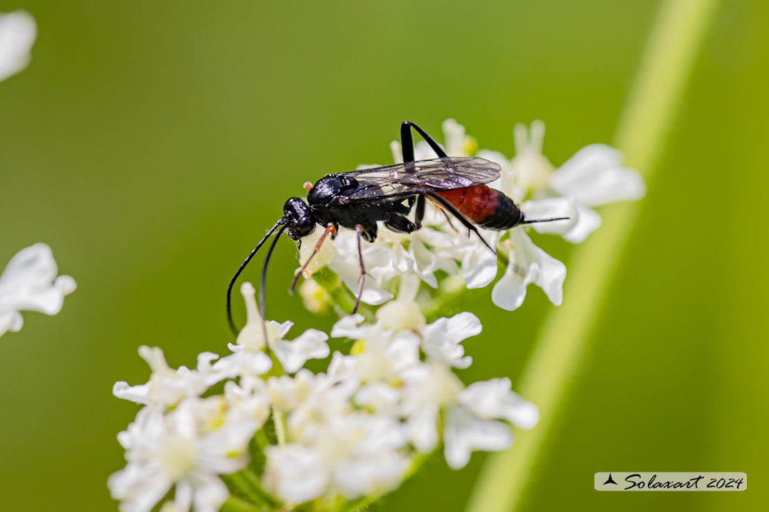 Ichneumonidae   ???