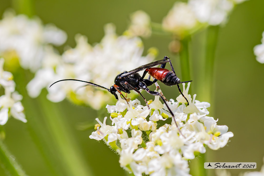Ichneumonidae   ???