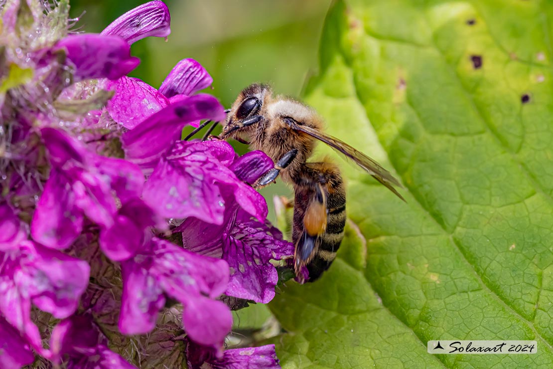 Apis mellifera mellifera (cf.)