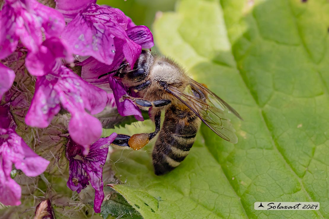 Apis mellifera mellifera (cf.)
