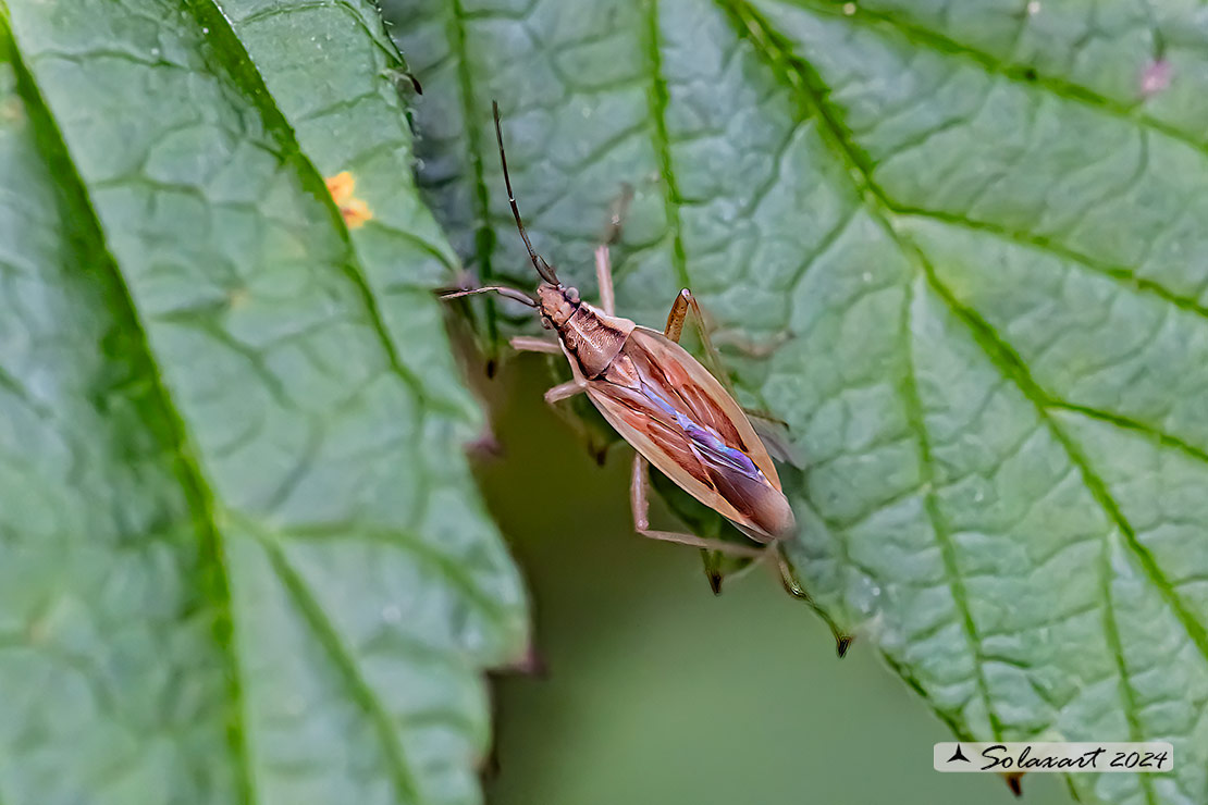 Stenodema holsata ????