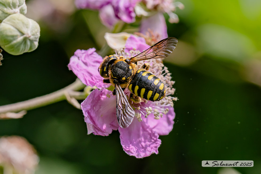 Anthidium (oblongatum  ???)