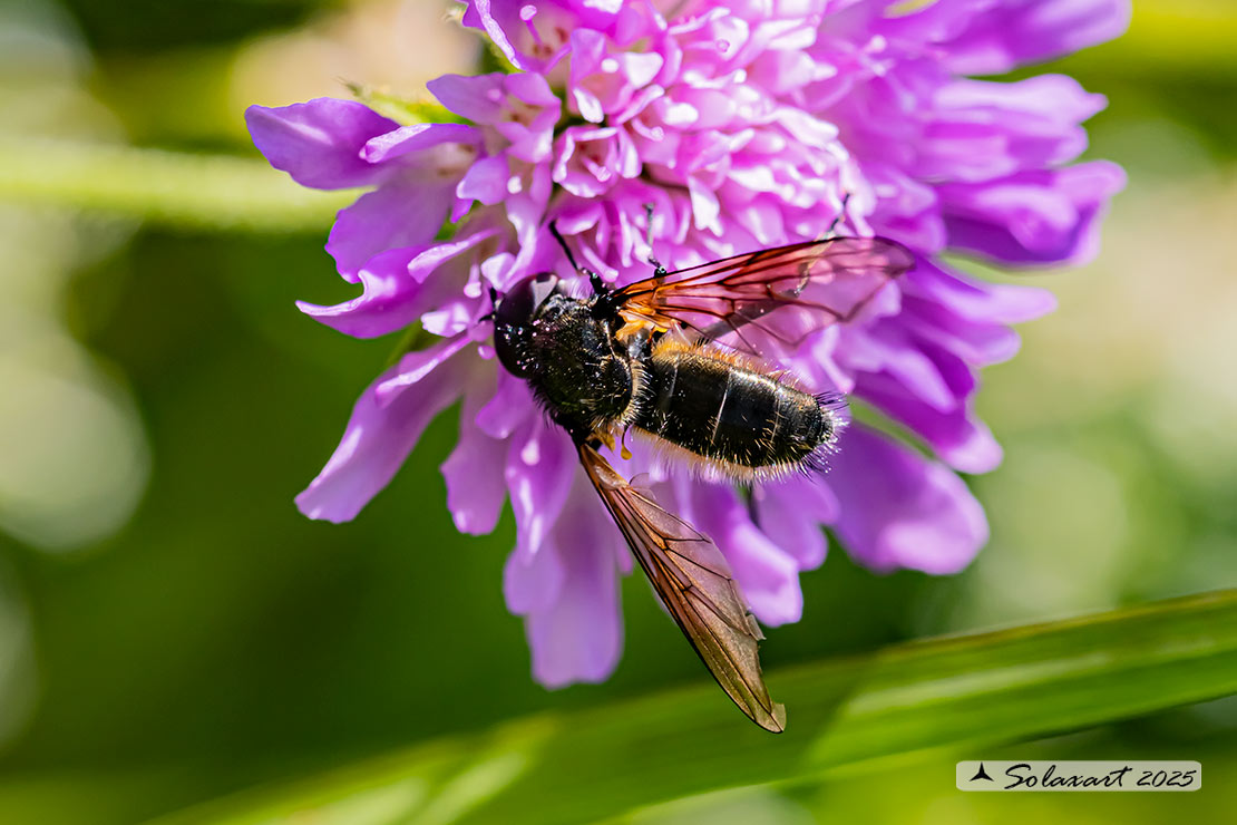 Cheilosia (himantopus??.)