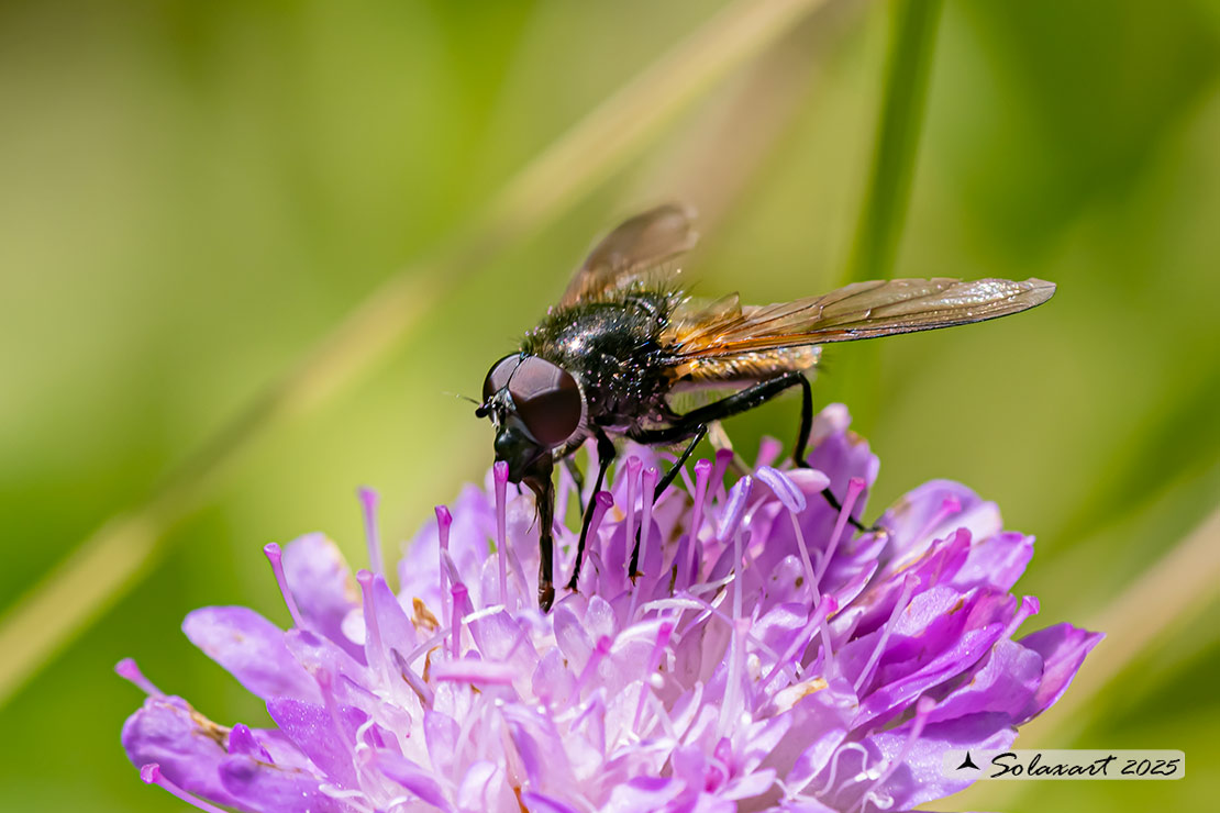 Cheilosia (himantopus??.)
