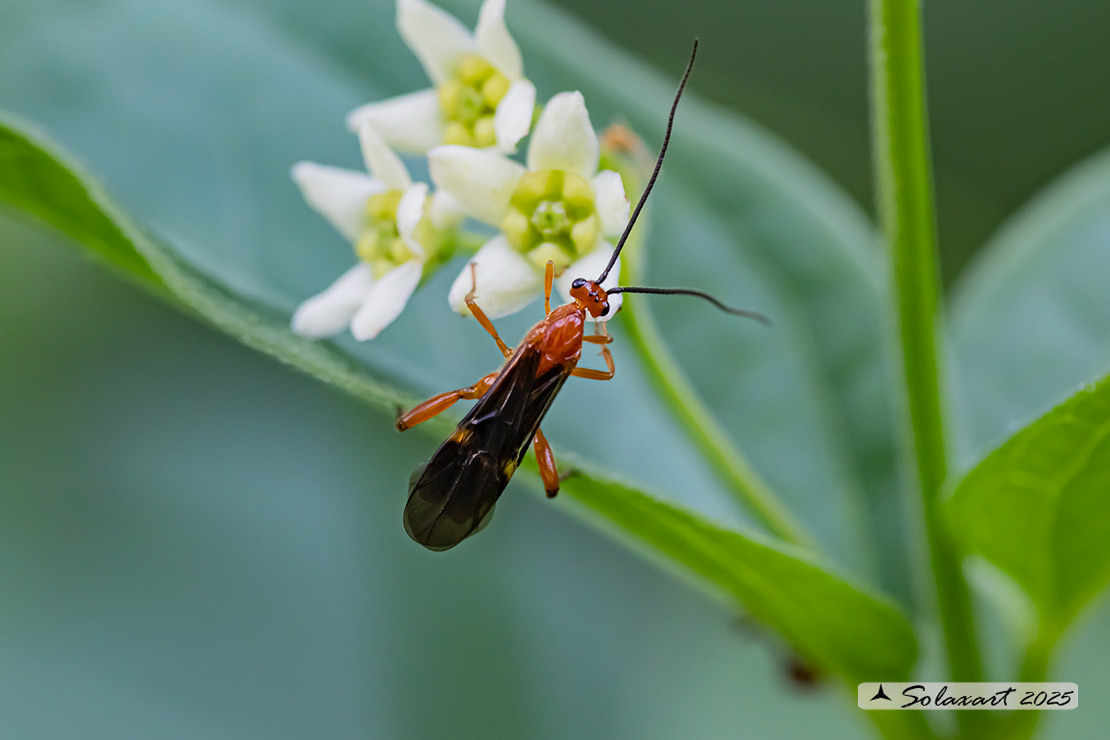 Aleiodes praetor  (??)