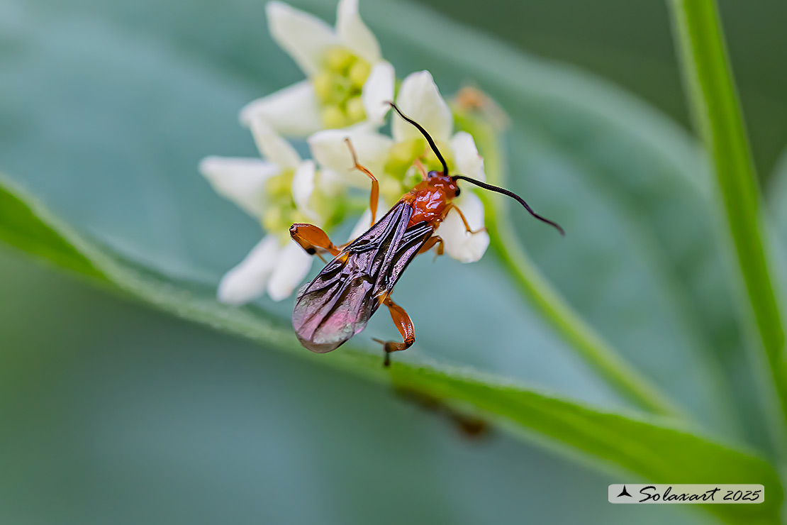 Aleiodes praetor  (??)