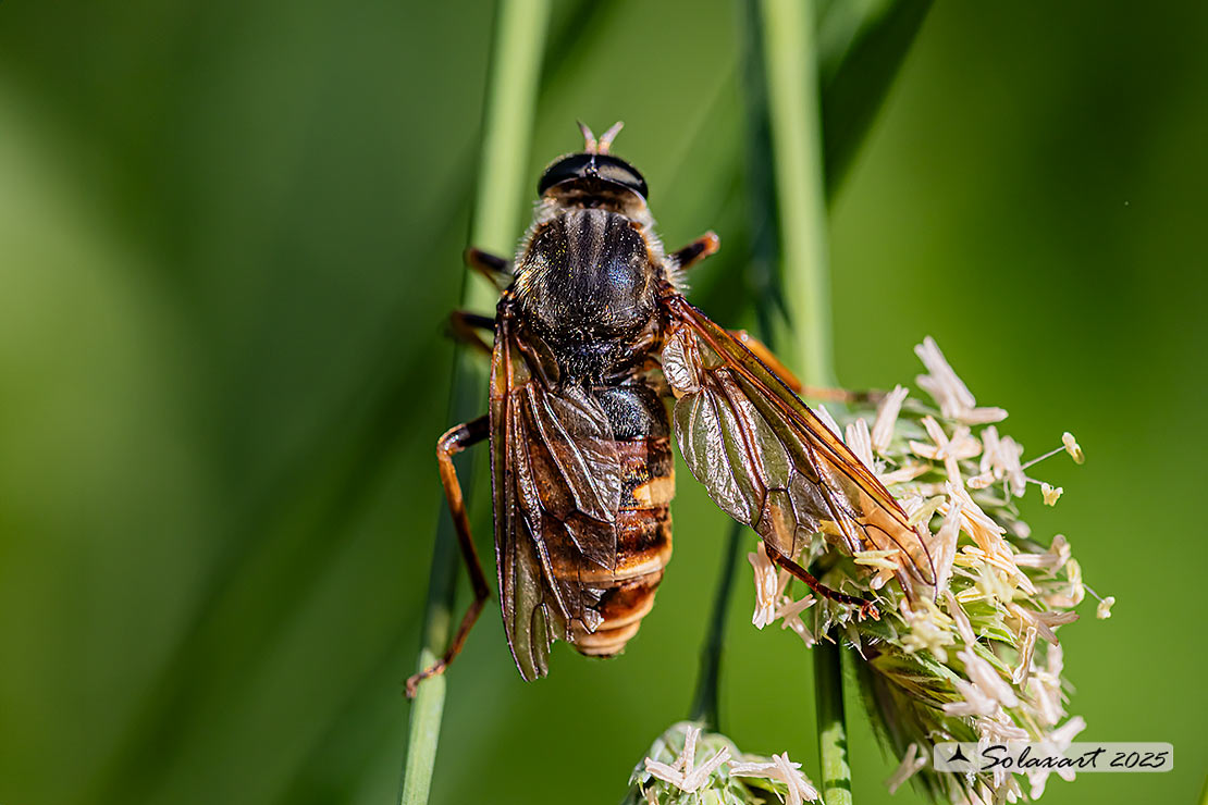 Tabanidae  (????)