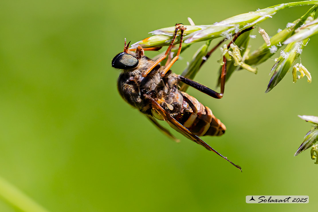 Tabanidae  (????)