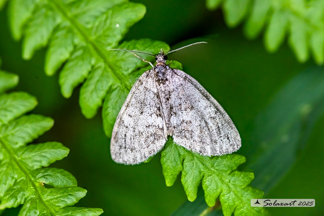 Geometridae  forse Lobophora halterata ???