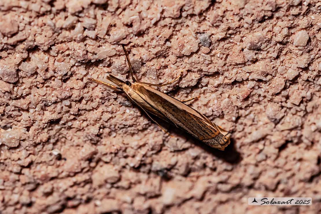 Crambidae  (???) forse Crambus pascuella