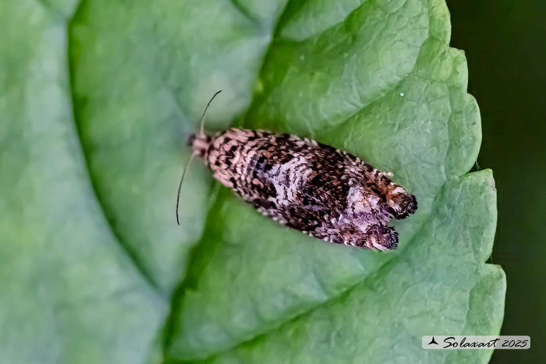 Tortricidae  (??) forse  Pammene  sp