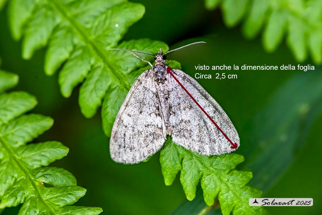 Geometridae  forse Lobophora halterata ???