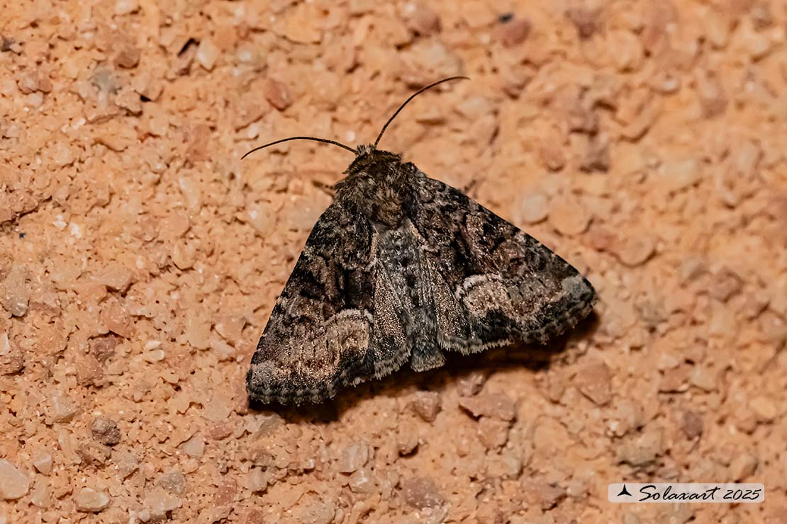 Noctuidae   (????????)