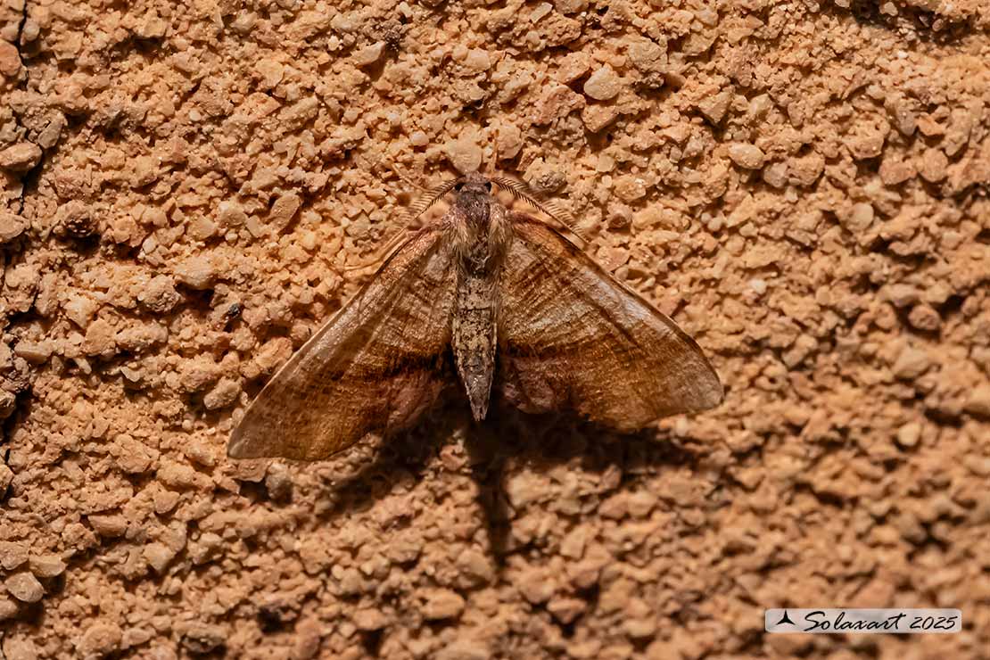 Geometridae (????)