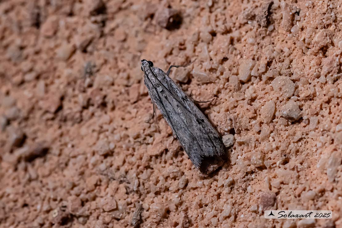Ephestia kuehniella   (??)
