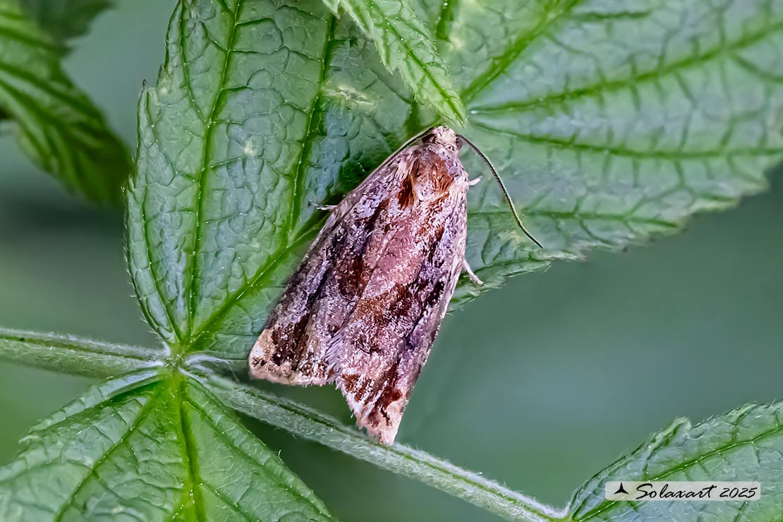 Tortricidae  (??)