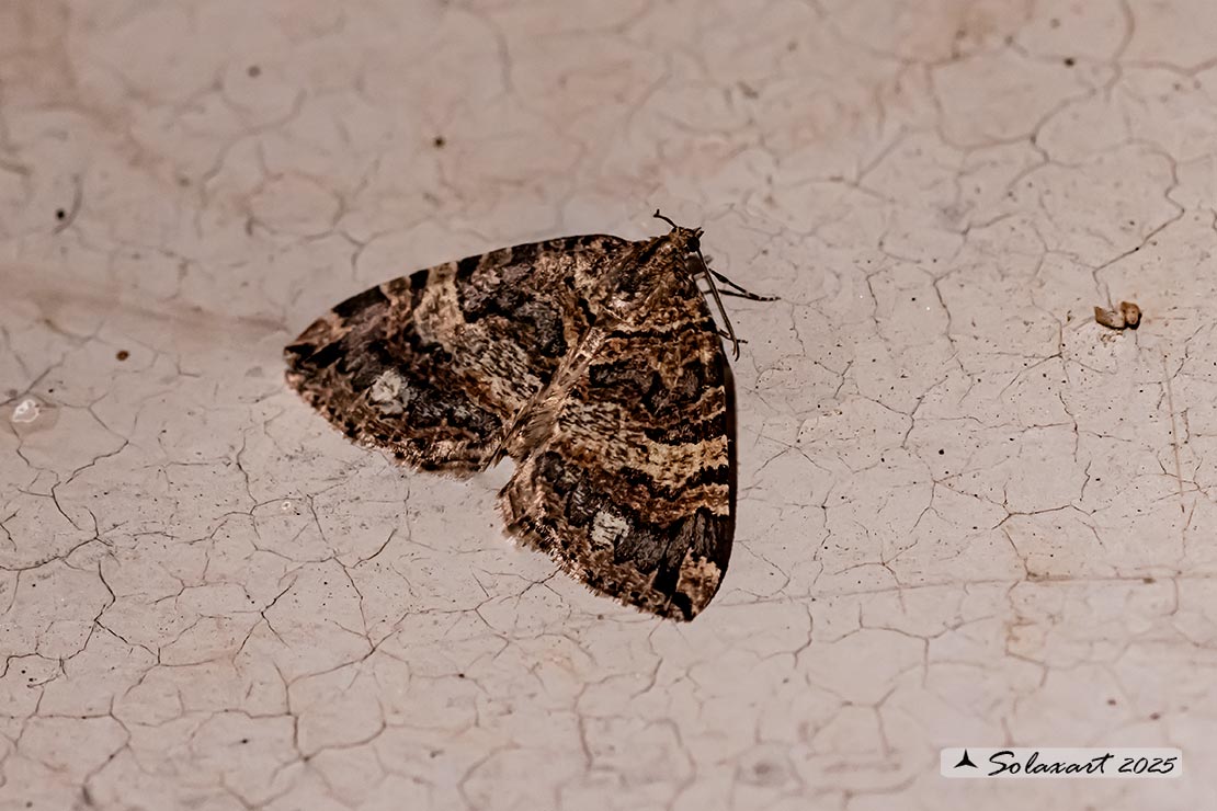 Hydriomena furcata  (???)