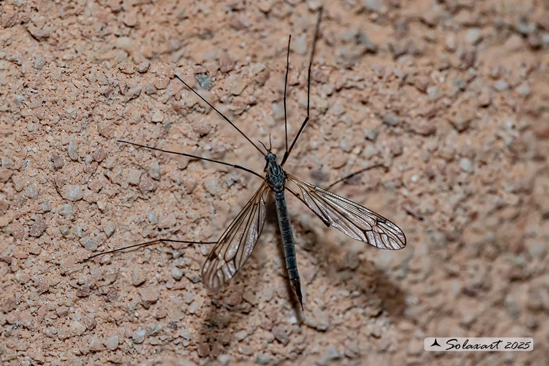 Tipula (????)