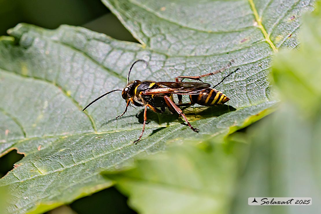 Sphecidae: Sceliphron curvatum ? S. ♂