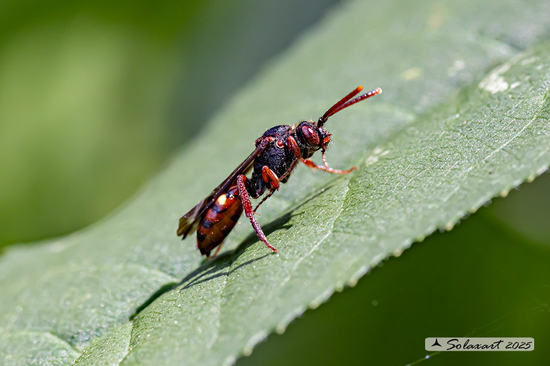 Nomada moeschleri  (???)