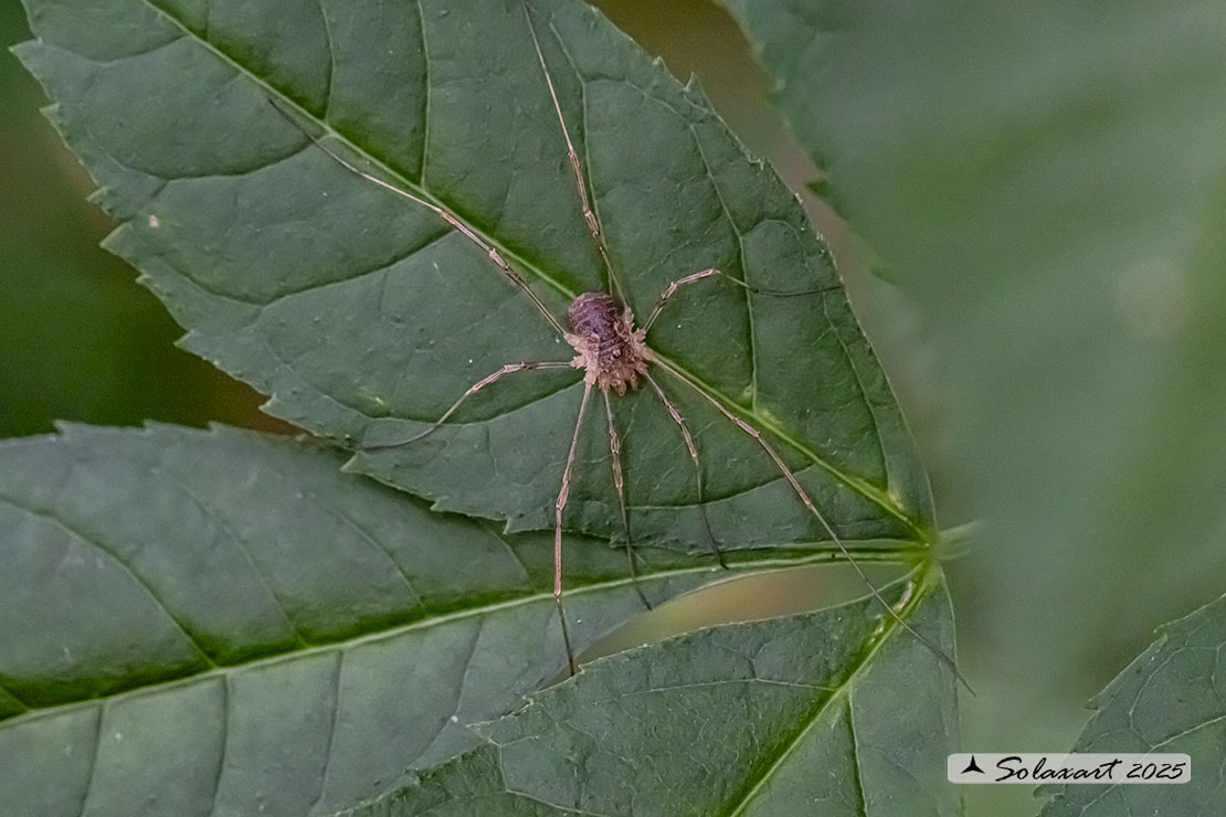 Opilio canestrinii (??)