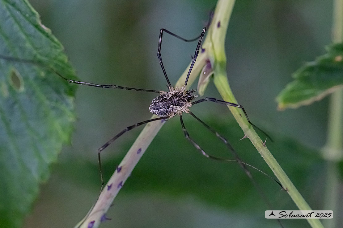 Mitopus morio  (??)