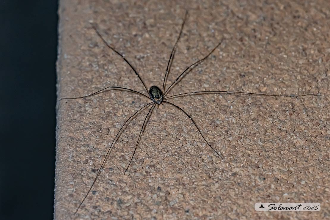 Opiliones xx  (????)