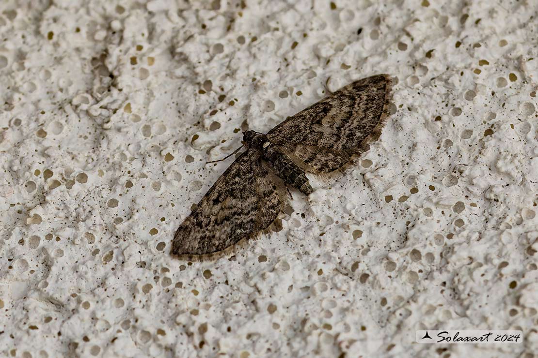 Eupithecia (???) ornata