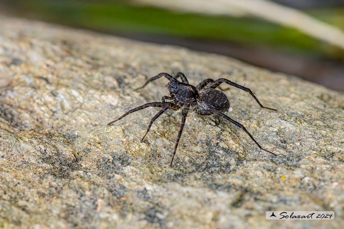 Pardosa proxima  (???)