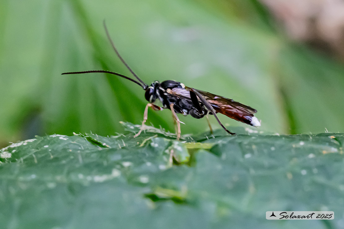 Macrophya  (???)