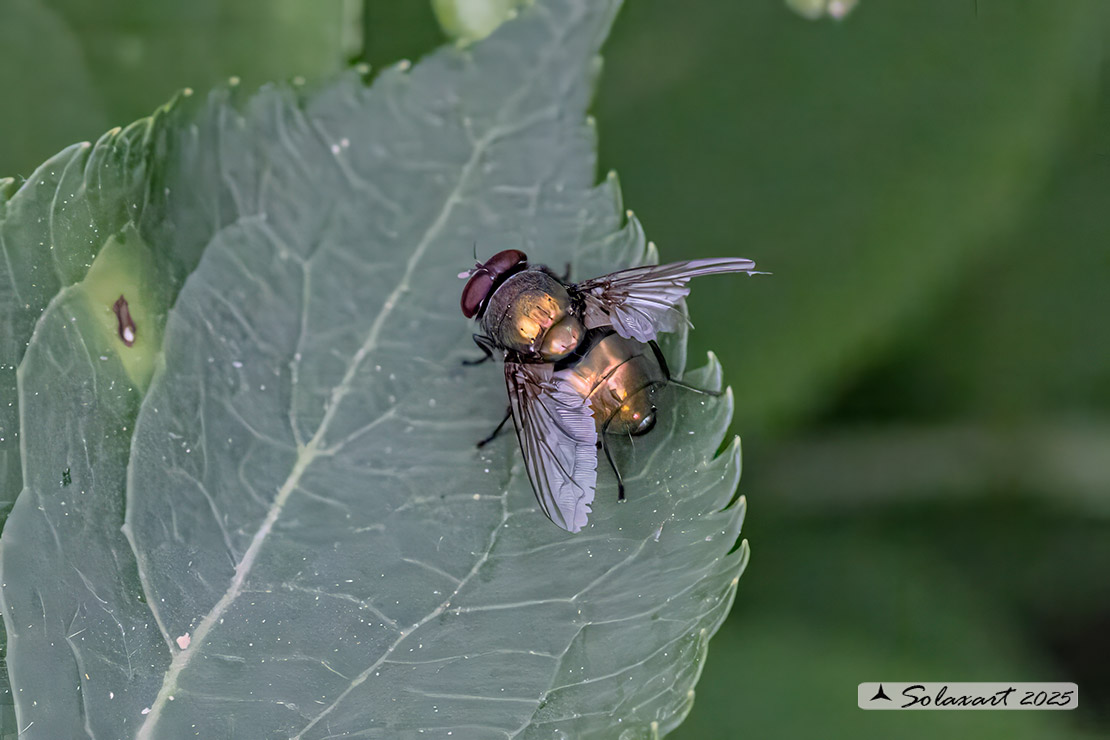 Eudasyphora (???) cyanella
