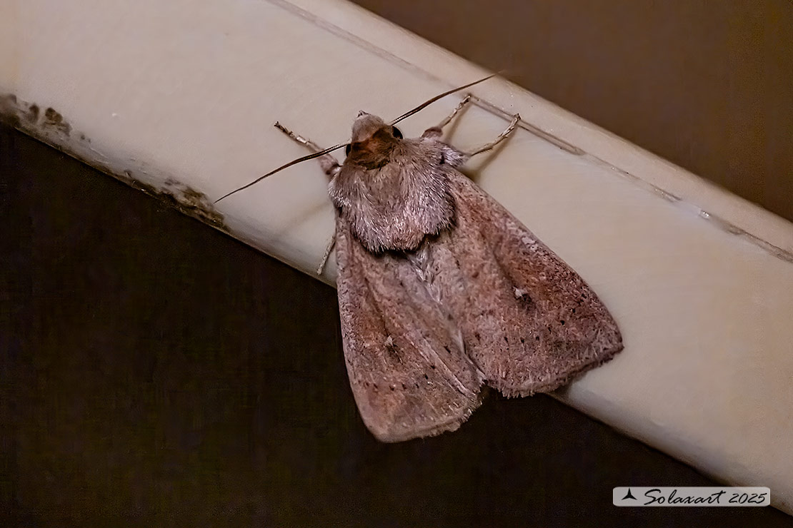 Noctuidae   (????)  Mythimna ??