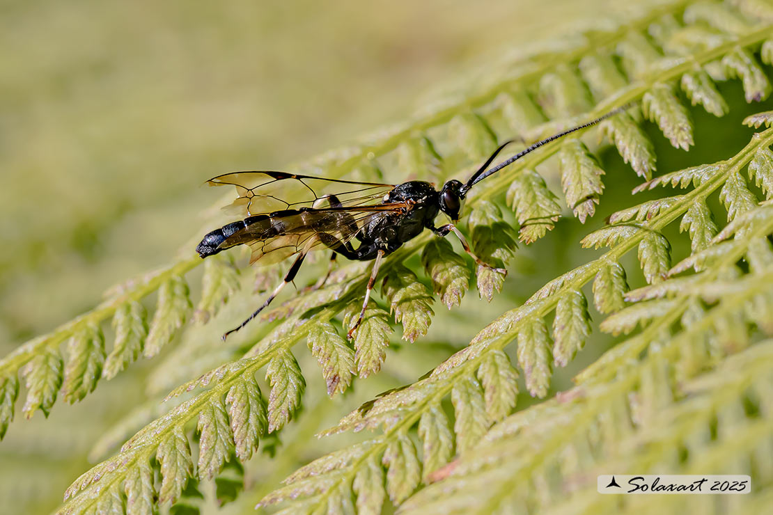 Ichneumon formosus  (???)