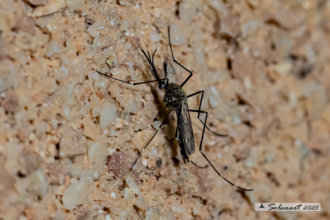 Aedes japonicus (???)