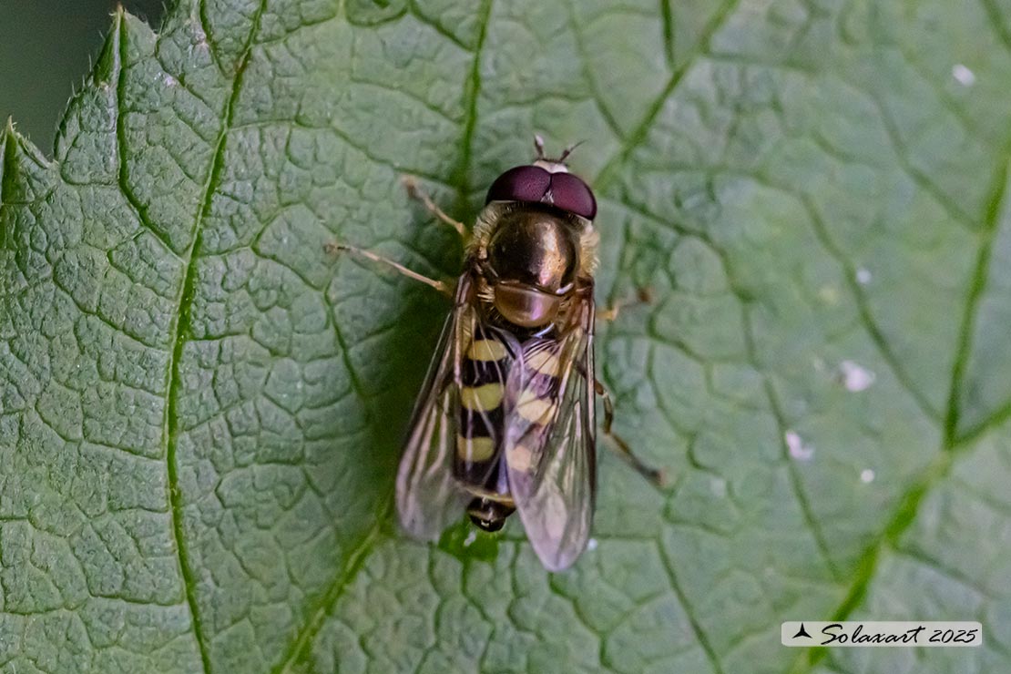 Eupeodes luniger  (??)