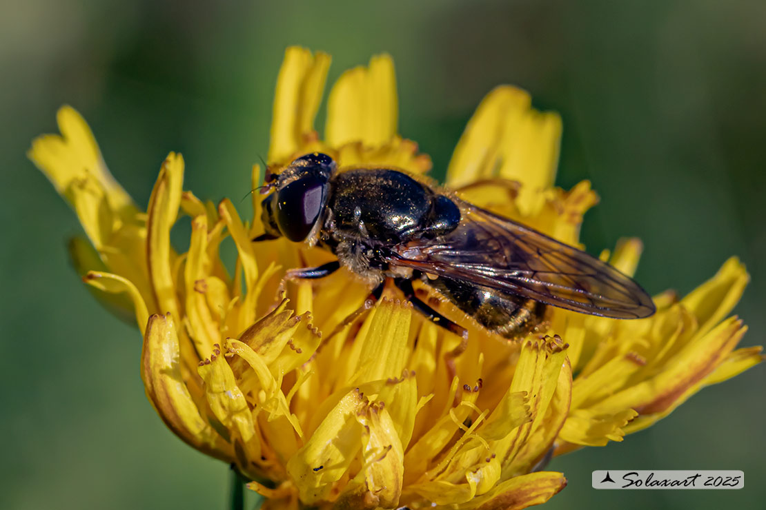 Cheilosia (??)  canicularis