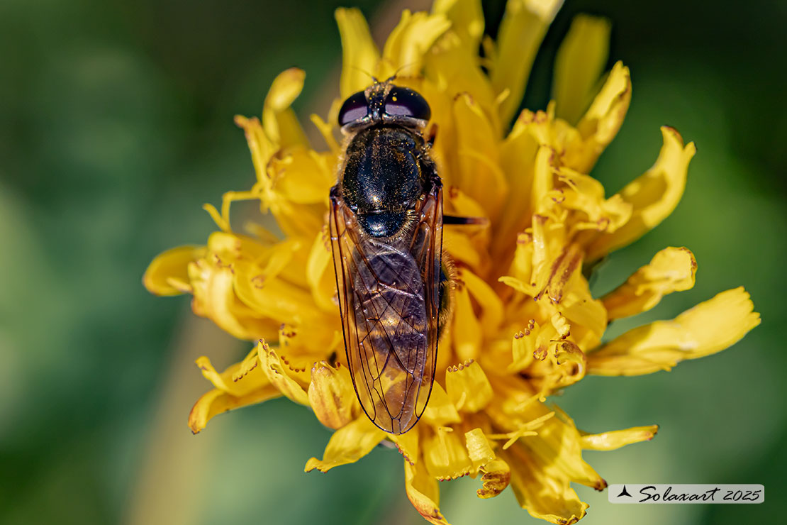 Cheilosia (??)  canicularis