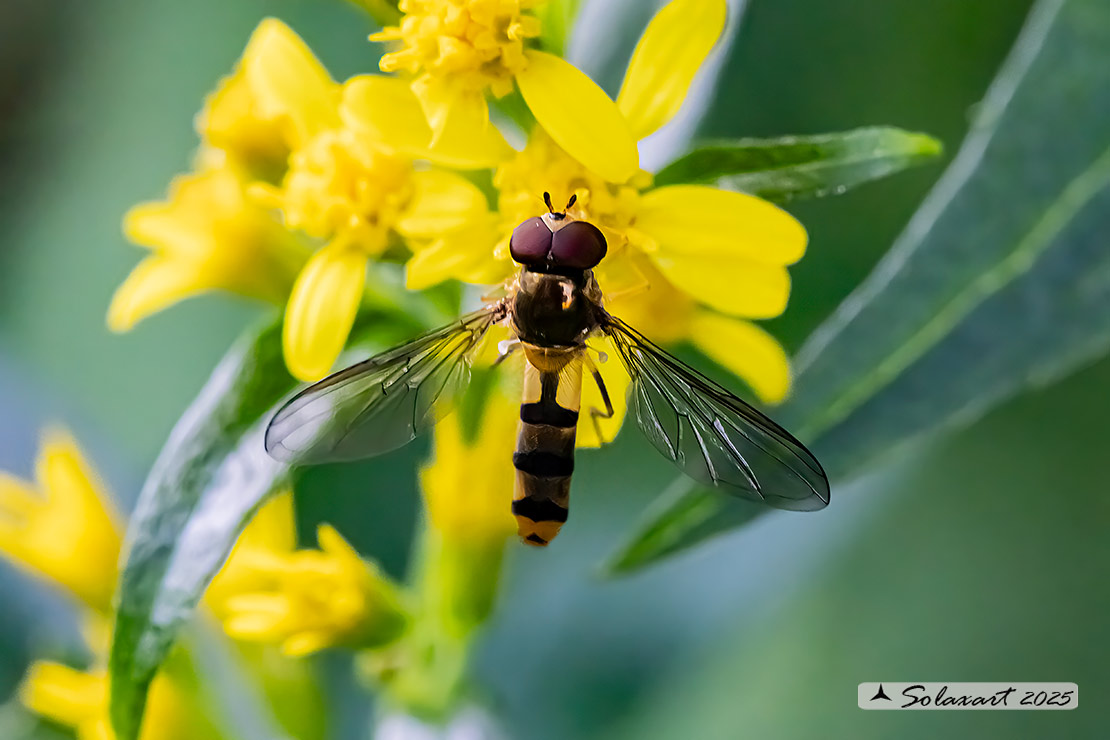 Syrphidae :  Sphaerophoria (????)