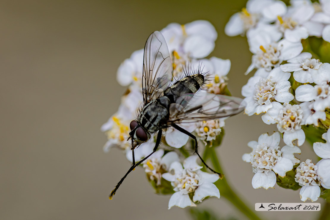 Dinera (???)  ferina