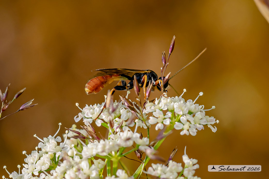 Ichneumonidae (???)