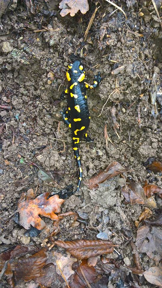 Salamandre