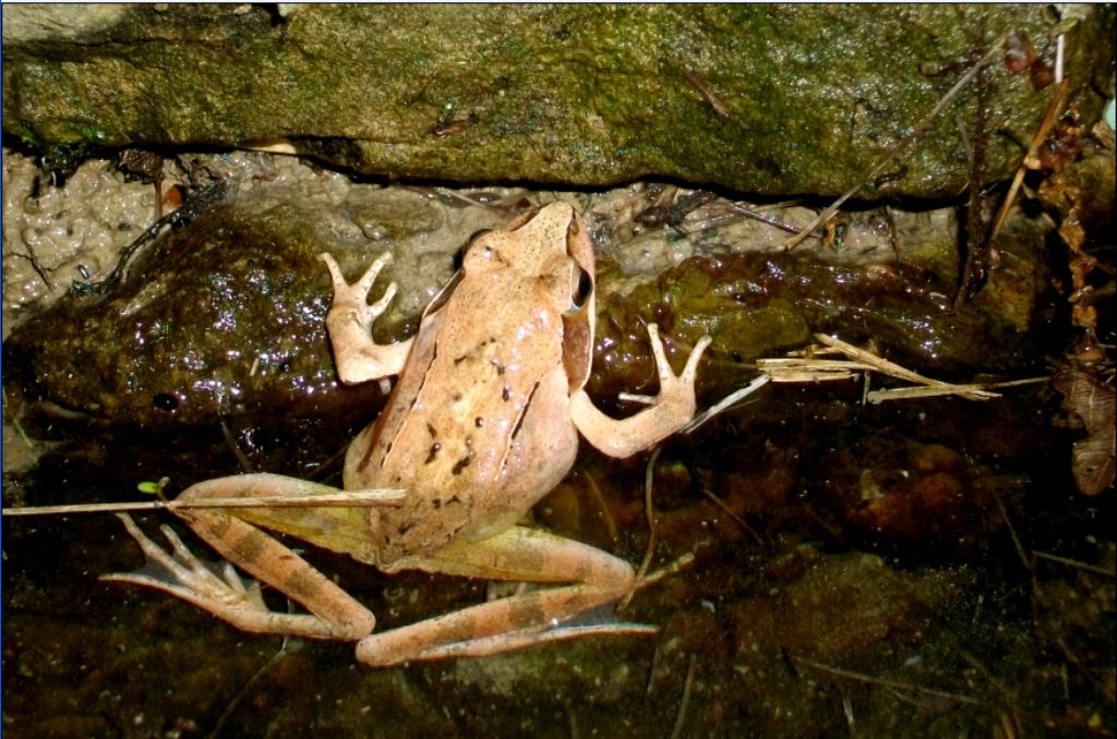 Rana dalmatina o temporaria ?? R. dalmatina