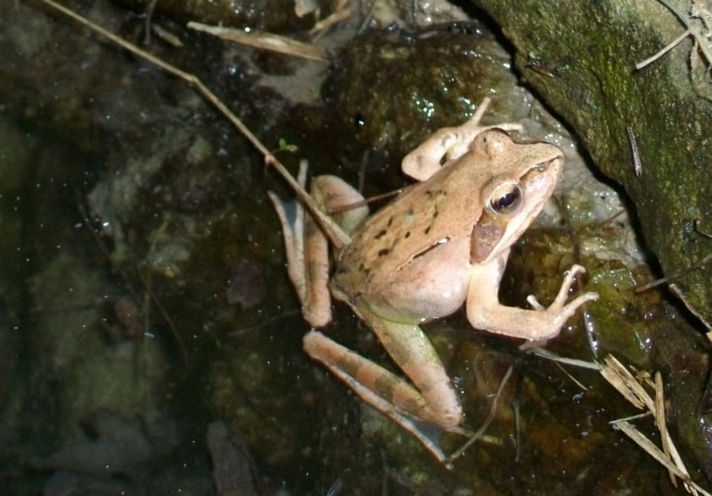 Rana dalmatina o temporaria ?? R. dalmatina