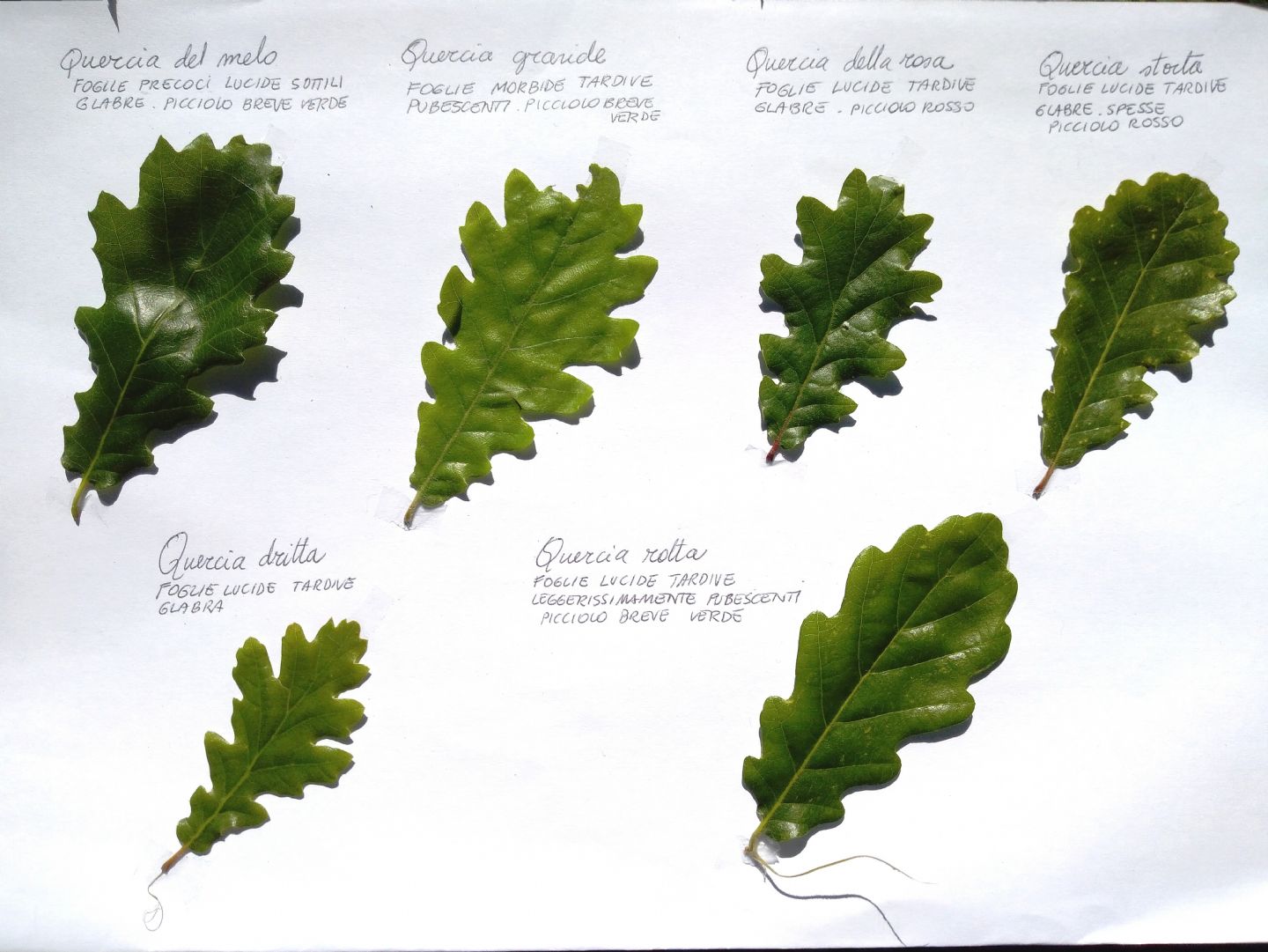 Un po'' di Querce