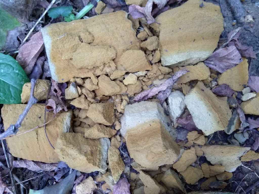 Cenerite dell''Oltrep� Pavese?