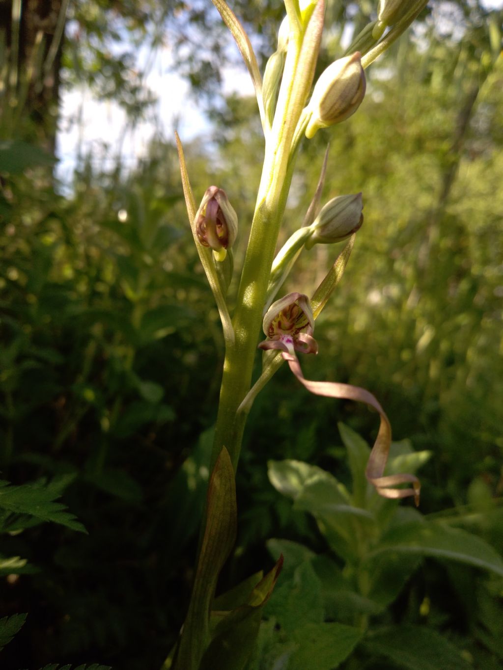 Himantoglossum adriaticum?